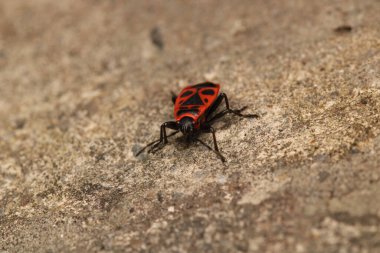 makrolofus caliginosus böcek makro çekim