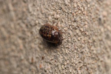 İzopodlar böcek hayvan makro fotoğrafı
