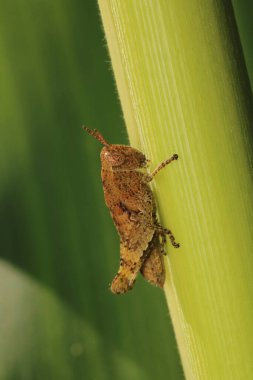 paslı çekirge böceği makro fotoğraf