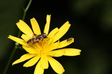 Doğal Eupeodes çiçeği sineği fotoğrafı