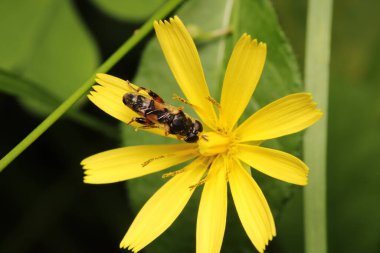Doğal Eupeodes çiçeği sineği fotoğrafı
