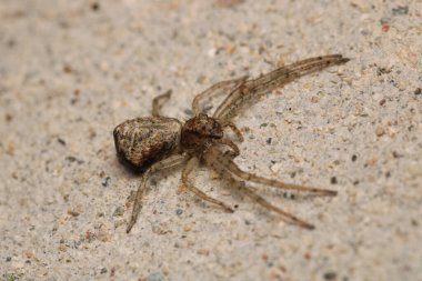 Doğal tetragnatha geniş bir örümcek makro fotoğrafı
