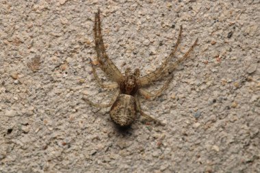 Doğal tetragnatha geniş bir örümcek makro fotoğrafı