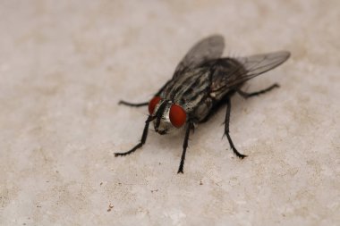 Calliphora vicina sinek makro fotoğraf