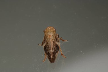 Cercopis incinebilir böcek makro fotoğrafı