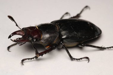 Daha az geyik böceği makro fotoğrafı