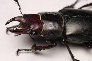 Daha az geyik böceği makro fotoğrafı