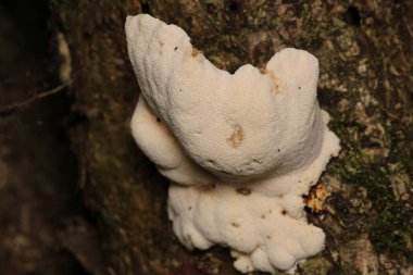 Cogumelo natureza fungo mantar makro fotoğraf