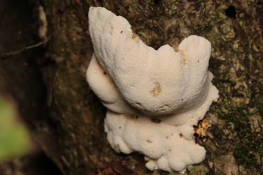 Cogumelo natureza fungo mantar makro fotoğraf