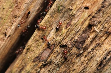 krematogaster scutellaris ant makro fotoğraf