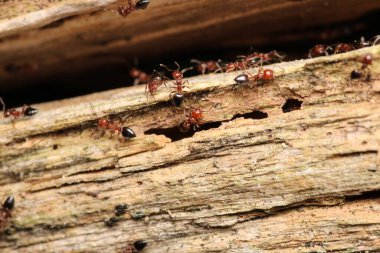 krematogaster scutellaris ant makro fotoğraf