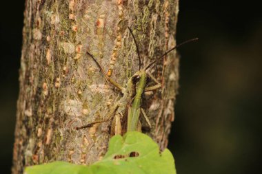 paslı çekirge böceği makro fotoğraf