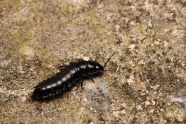 Siyah salyangoz böceği makro fotoğraf