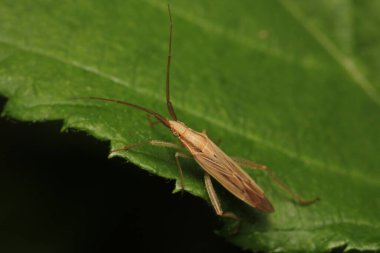paslı çekirge böceği makro fotoğraf