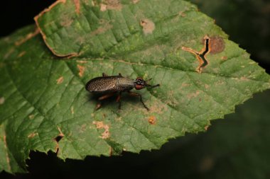 makrolofus caliginosus böcek makro çekim