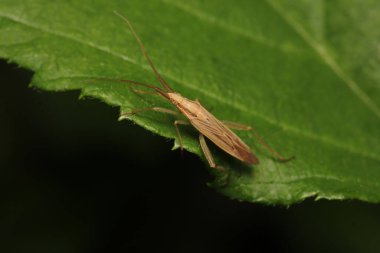 paslı çekirge böceği makro fotoğraf