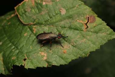 Dönen karasineğin makro fotoğrafı
