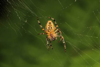 Doğal Linythe Triangularis Örümcek Makro Fotoğrafı