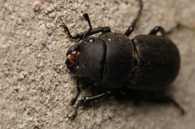 siyah daha az geyik böceği makro fotoğrafı