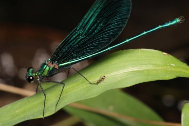 Zigoptera yeşil yusufçuk makro fotoğraf