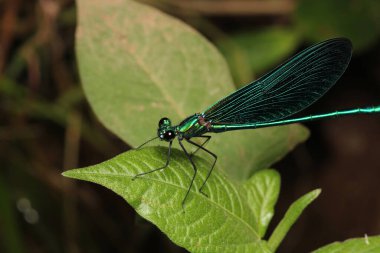 Zigoptera yeşil yusufçuk makro fotoğraf