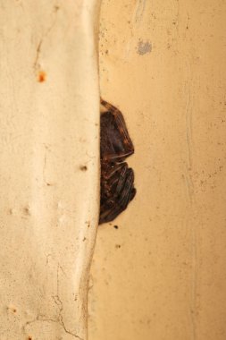 Doğal Linythe Triangularis Örümcek Makro Fotoğrafı