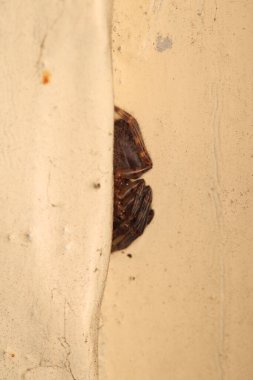 Doğal Linythe Triangularis Örümcek Makro Fotoğrafı