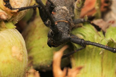 Morimus asper siyah böcek makro fotoğraf