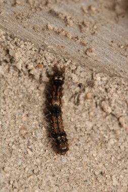 Doğal phragmatobia fuliginosa caterpillar makro fotoğraf