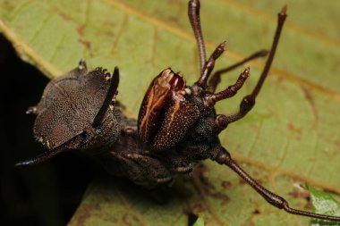 Restoropus fagi böcek makro fotoğrafı