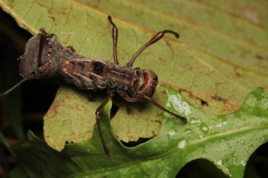 Restoropus fagi böcek makro fotoğrafı