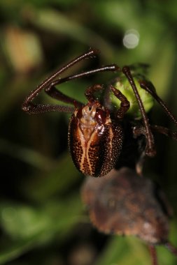 Restoropus fagi böcek makro fotoğrafı