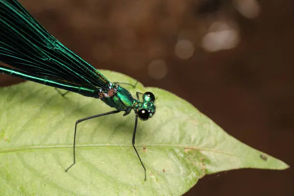 Zigoptera yeşil yusufçuk makro fotoğraf