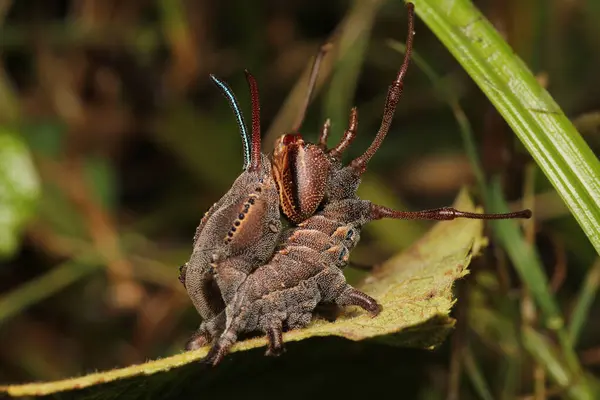 Restoropus fagi böcek makro fotoğrafı
