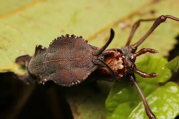 Restoropus fagi böcek makro fotoğrafı