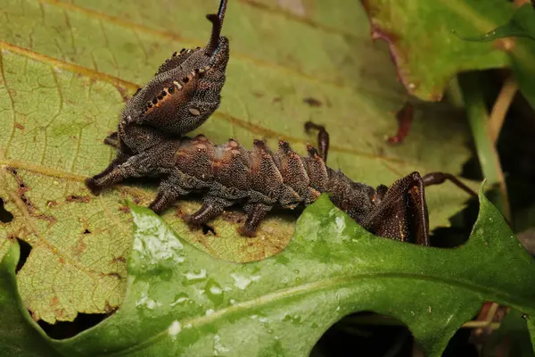 Restoropus fagi böcek makro fotoğrafı