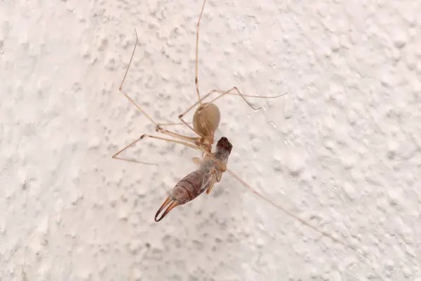 pholcus fhalangioides örümcek makro fotoğrafı