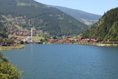 Doğal orman gölü manzarası fotoğrafı.