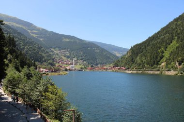 Doğal orman gölü manzarası fotoğrafı.