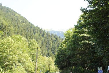 Yeşil ağaçlar orman manzarası fotoğrafı