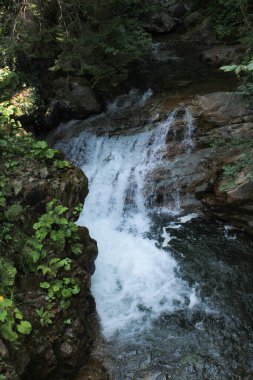 Doğal ormandaki derenin fotoğrafı.
