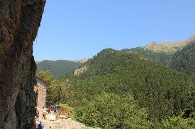 Yeşil ağaçlar orman manzarası fotoğrafı