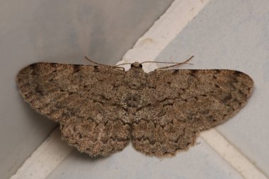 Rivula sericealis böcek güve makro fotoğrafı