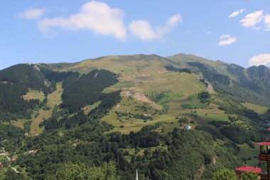 Yeşil ağaçlar orman manzarası fotoğrafı