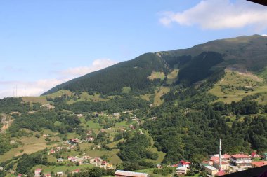 Yeşil ağaçlar orman manzarası fotoğrafı