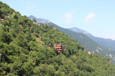 Yeşil ağaçlar orman manzarası fotoğrafı