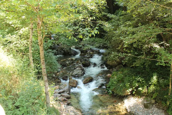 Yeşil ağaçlar orman manzarası fotoğrafı