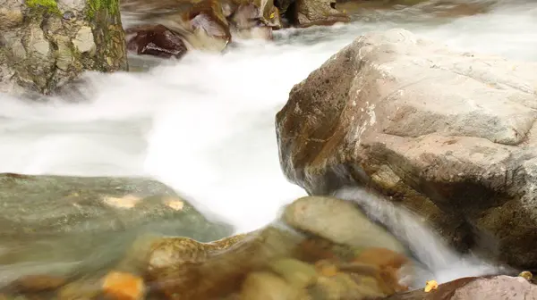 Doğal ormandaki derenin fotoğrafı.