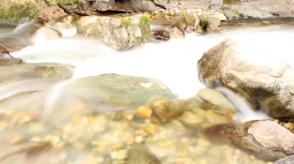Doğal ormandaki derenin fotoğrafı.