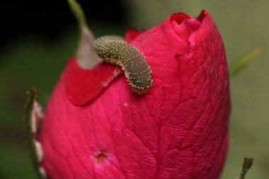 Kırmızı gül üzerinde yeşil tırtıl makrosu